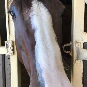 Meet your Posher, Zoe